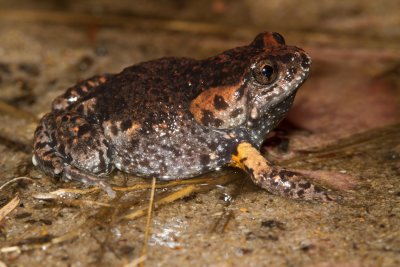 Tyler's Toadlet