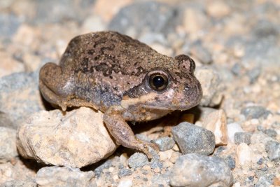 Marsh Frogs (Limnodynastidae)