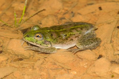 Eastern Water-holding Frog