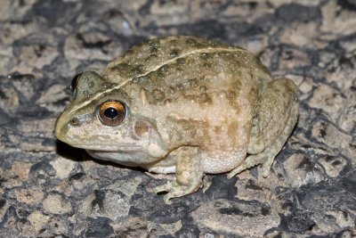 Knife-footed Frog