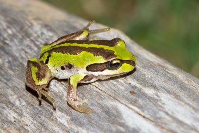 Tree Frogs (Hylidae)