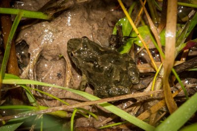 Ground frogs (Myobatrachidae and Microhylidae)