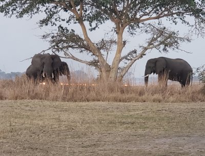 Elephants Under the Fig Tree