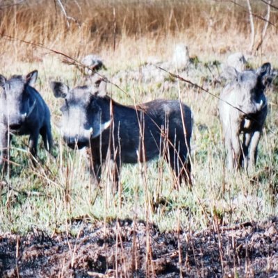 Warthogs
