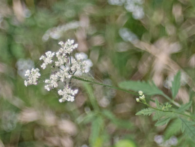 DSC_0371edit.jpg