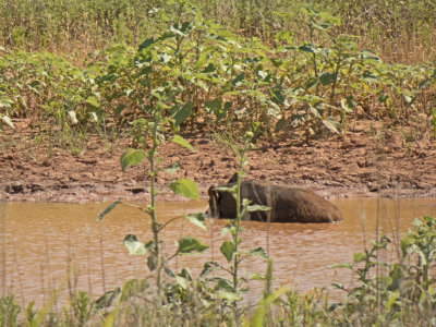 Boar