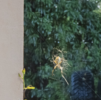 Orb Weaver Top 10-1-2021.jpg