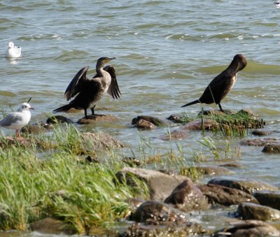 _DSC4774-Cormorant.jpg