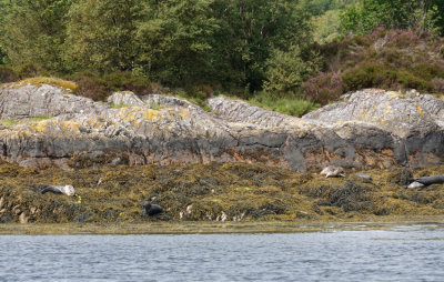 _DSC6085 Loch Sunart Seals.jpg