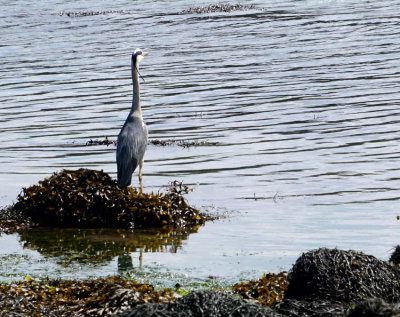 _DSC6496-Heron.jpg