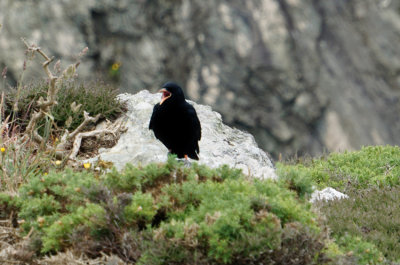 _DSC6735-Chough.jpg