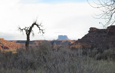Lone Tree IMG_7619.JPG