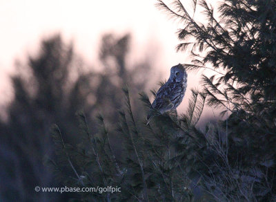 Great Gray Owl at dusk