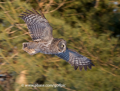 One of two great gray owls tonight