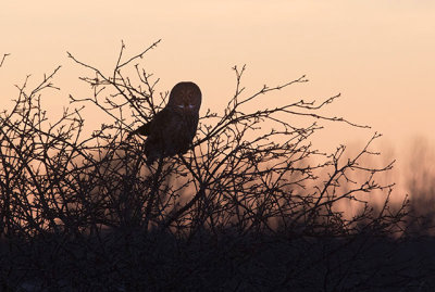 One of two great gray owls tonight