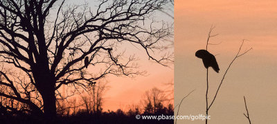 Two great gray owls