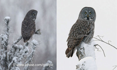 3 great gray owls tonite