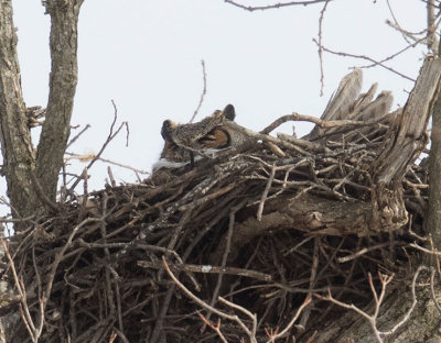 Great Horned Owl on nest