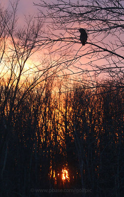 Great Gray Owl sunset