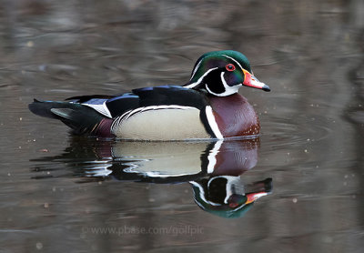 Wood Duck