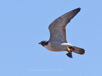 Peregrine falcon (female) with red-winged blackbird