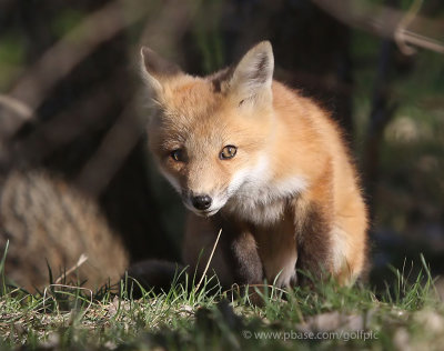 Curious fox kit