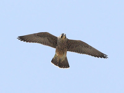 Peregrine Falcon (juvenile)