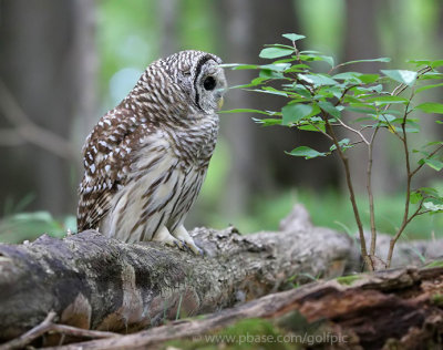 Barred Owl