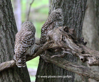 2 Barred Owls