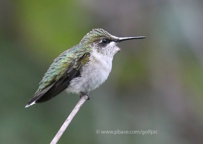 Ruby-throated hummingbird 