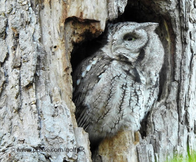 Eastern Screech Owl with the Nikon P900 at ISO 1,600
