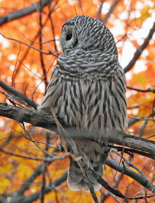 Barred Owl with the Nikon P900