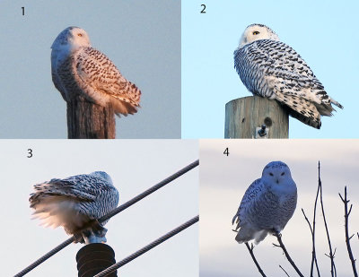 5 snowy owls in same area