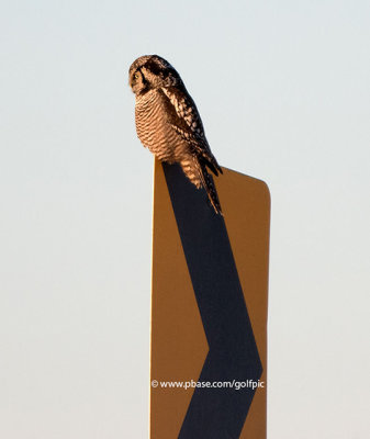 Northern Hawk Owl