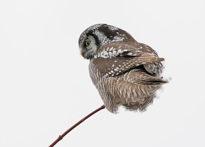 Northern Hawk Owl No. 1