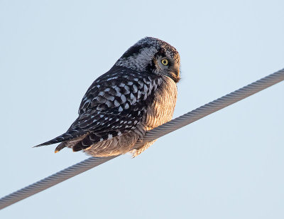 Northern Hawk Owl No. 2