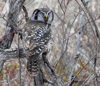 Northern Hawk Owl with a vole (Nikon P900)