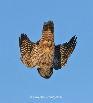 Northern Hawk Owl dive!