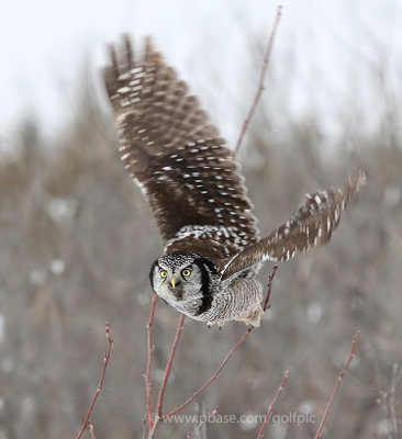 Northern Hawk Owl taking off