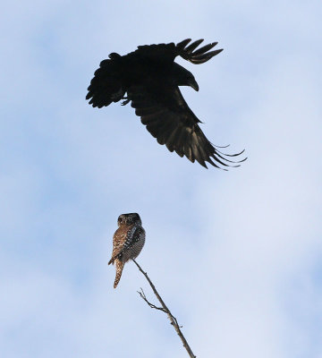 Raven harassing northern hawk owl