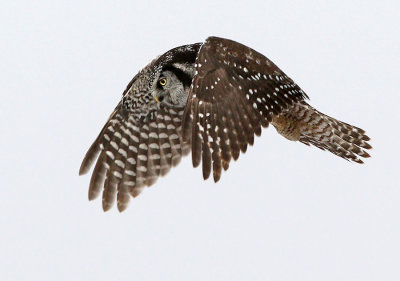 Northern Hawk Owl hover