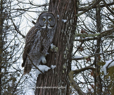 Great Gray Owl with Nikon P900.