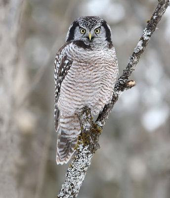 Northern Hawk Owl