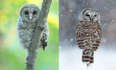 Baby and Adult Barred Owl