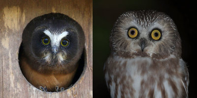 Baby and Adult Northern Saw-whet Owl