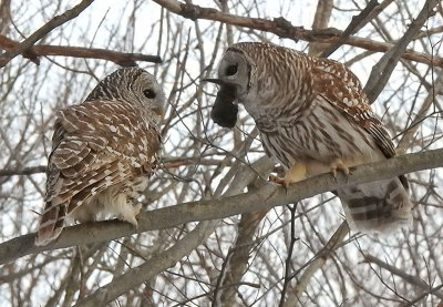 Two Barred Owls and a muskrat dinner