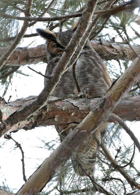 Great Horned Owl