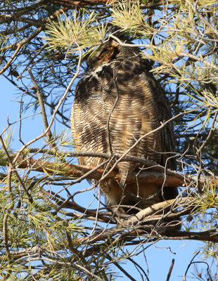 Great Horned Owl at another location