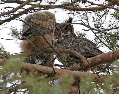Great Horned Owl feeding young