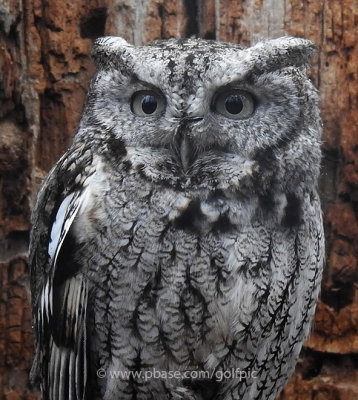 Eastern Screech Owl with the Nikon P900